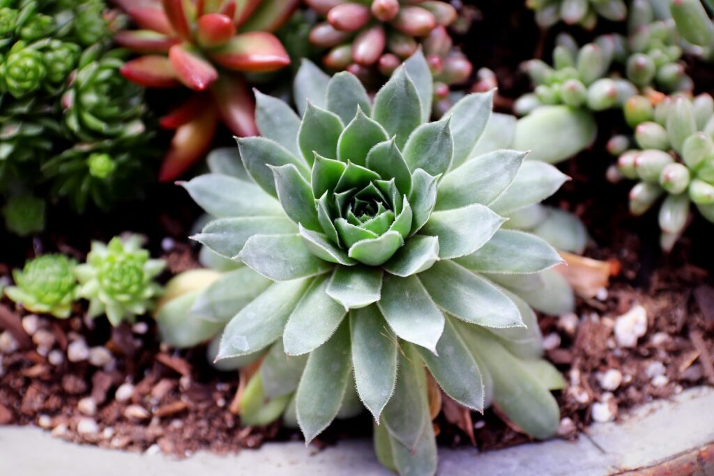 outdoor succulent beds - green and red succulent plant