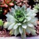 outdoor succulent beds - green and red succulent plant