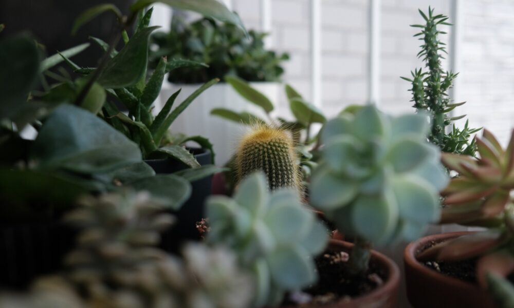 outdoor succulent design principles - a group of potted plants sitting next to each other