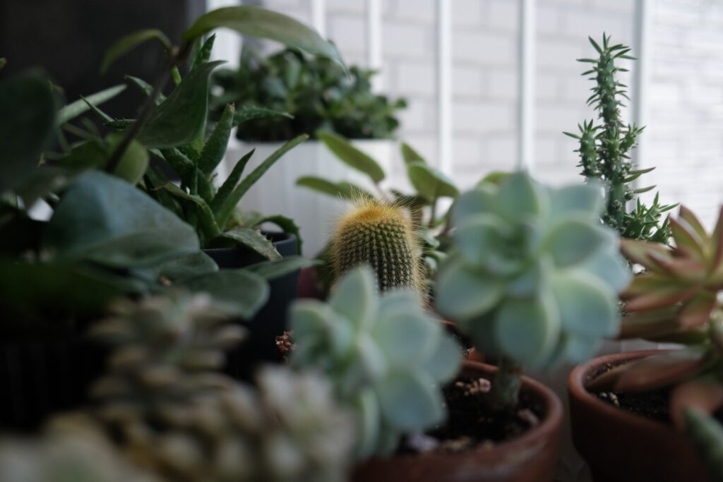 outdoor succulent design principles - a group of potted plants sitting next to each other