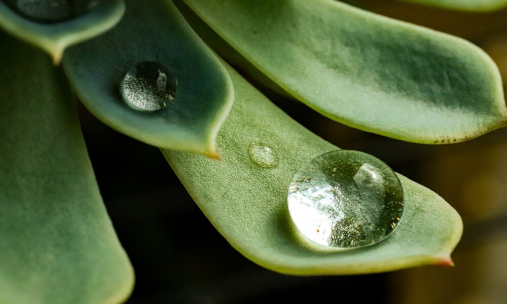 overwatered indoor succulents - water dew on green plant