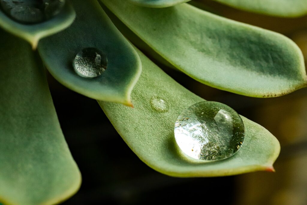 overwatered indoor succulents - water dew on green plant