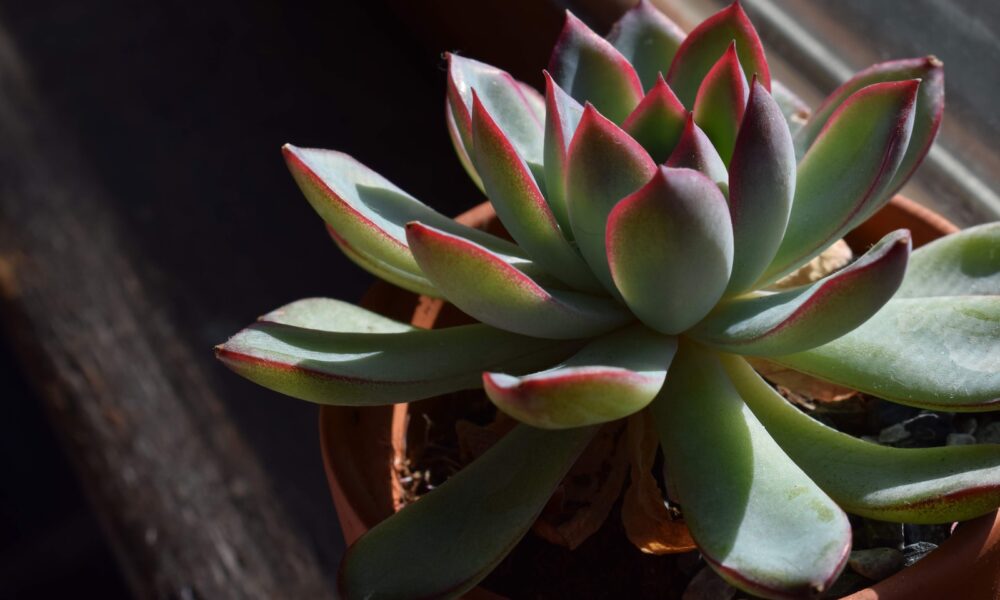 pain-relieving potentials of succulents - a close up of a plant in a pot