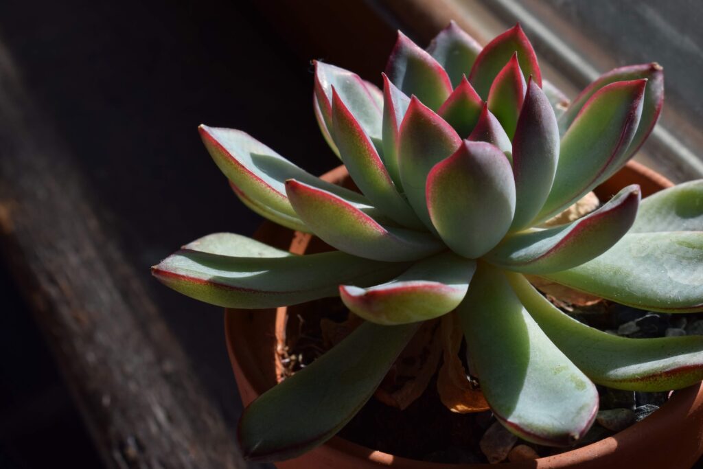 pain-relieving potentials of succulents - a close up of a plant in a pot