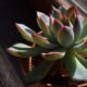 pain-relieving potentials of succulents - a close up of a plant in a pot