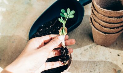 peat or coir - From above crop anonymous gardener showing young plant sprout before planting in temporary paper pot on sunny terrace