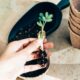 peat or coir - From above crop anonymous gardener showing young plant sprout before planting in temporary paper pot on sunny terrace