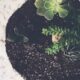 perfect succulent soil -green succulents plants