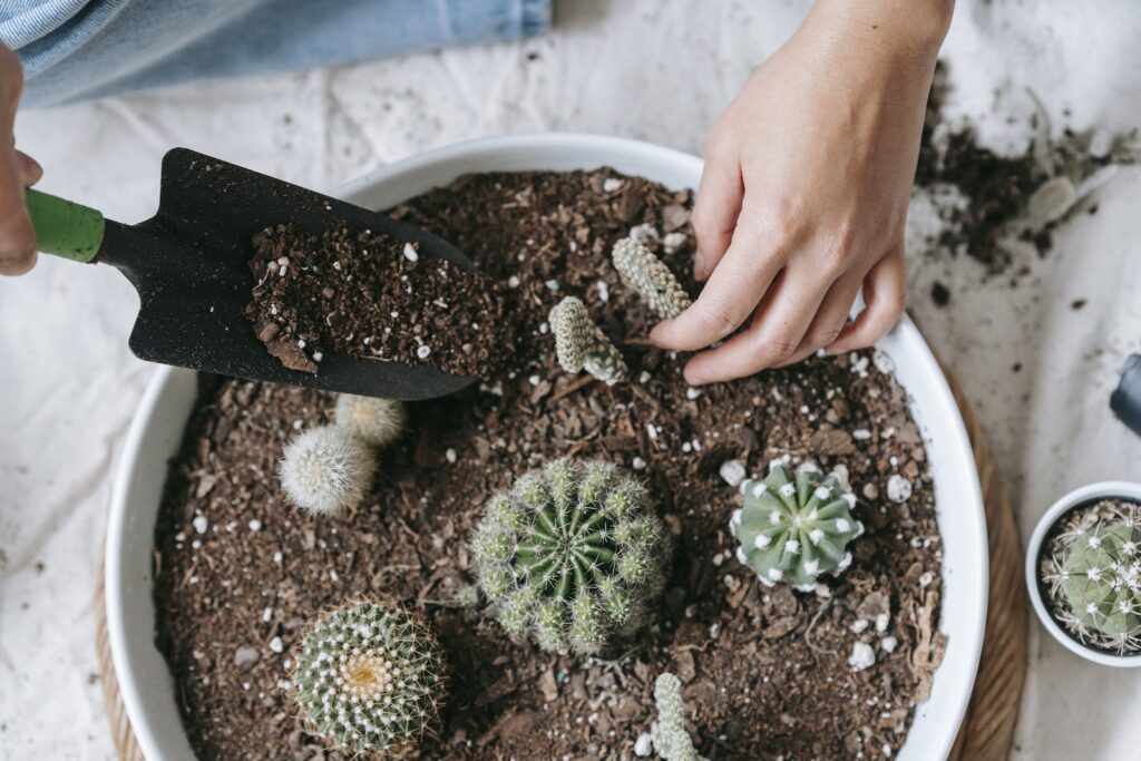 perlite mixture - From above of crop anonymous female planting verdant cactuses in soil of pot at home