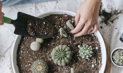 perlite mixture - From above of crop anonymous female planting verdant cactuses in soil of pot at home