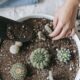 perlite mixture - From above of crop anonymous female planting verdant cactuses in soil of pot at home