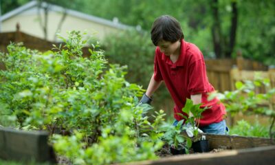 pest control solutions for succulents - boy in red crew neck t-shirt and blue denim jeans sitting on brown wooden bench