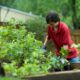 pest control solutions for succulents - boy in red crew neck t-shirt and blue denim jeans sitting on brown wooden bench