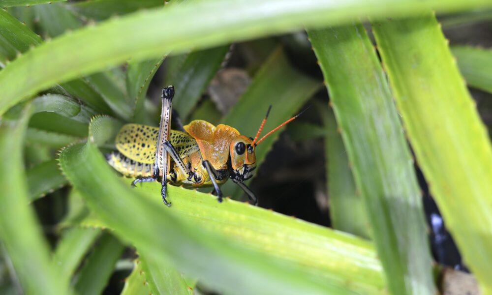 pests in the garden - Brown and Green Grasshopper