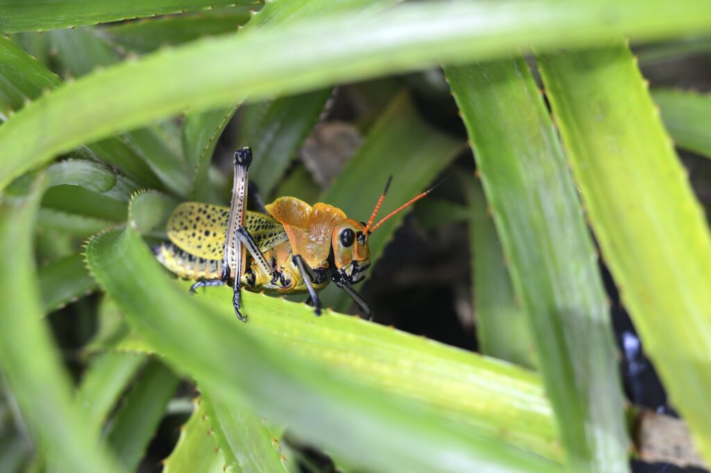 pests in the garden - Brown and Green Grasshopper