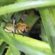 pests in the garden - Brown and Green Grasshopper