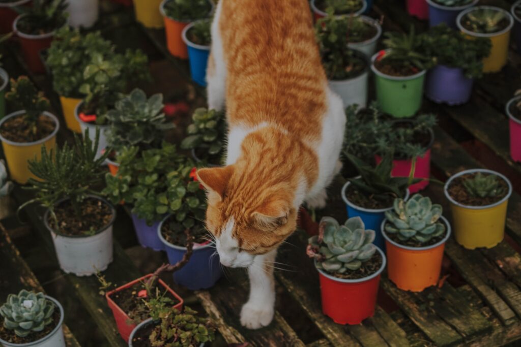 pet-friendly succulents - orange tabby cat