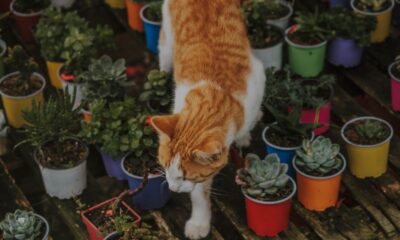 pet-friendly succulents - orange tabby cat