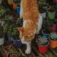 pet-friendly succulents - orange tabby cat