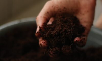 ph level of soil - a person holding a handful of dirt in their hand