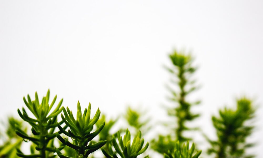 plant propagation - shallow focus photography of green pinecone