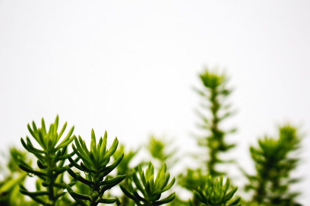 plant propagation - shallow focus photography of green pinecone