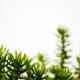 plant propagation - shallow focus photography of green pinecone