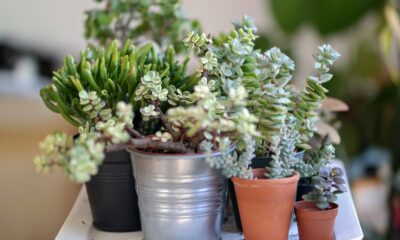 planting succulents - green succulents plants during daytime