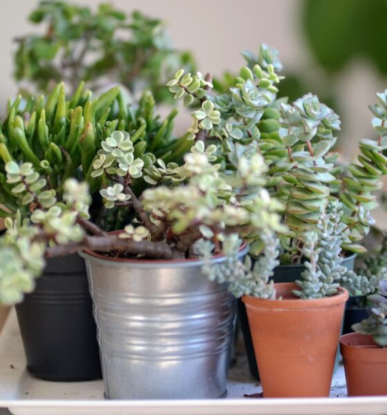 planting succulents - green succulents plants during daytime