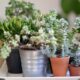 planting succulents - green succulents plants during daytime