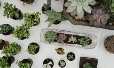 potted perfection - Various Types of Succulent Plants