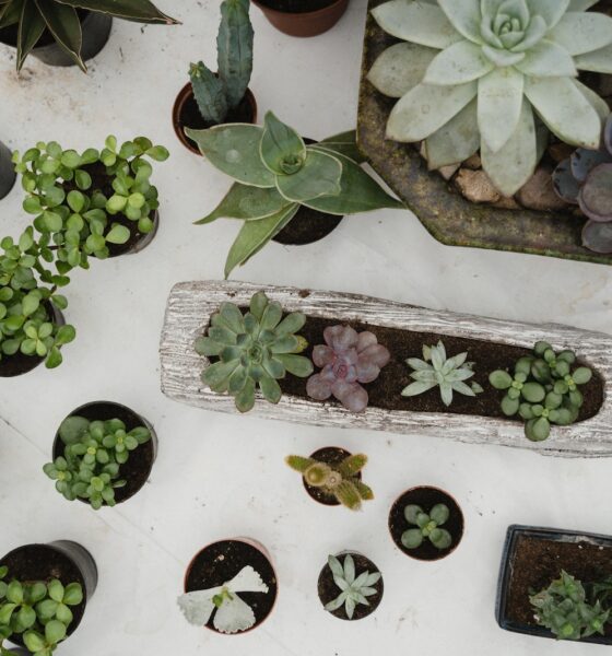 potted perfection - Various Types of Succulent Plants