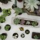 potted perfection - Various Types of Succulent Plants