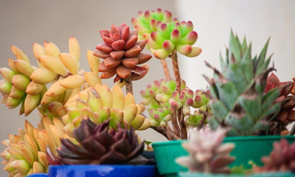 potted succulent wonders - yellow and purple flowers in blue plastic pot