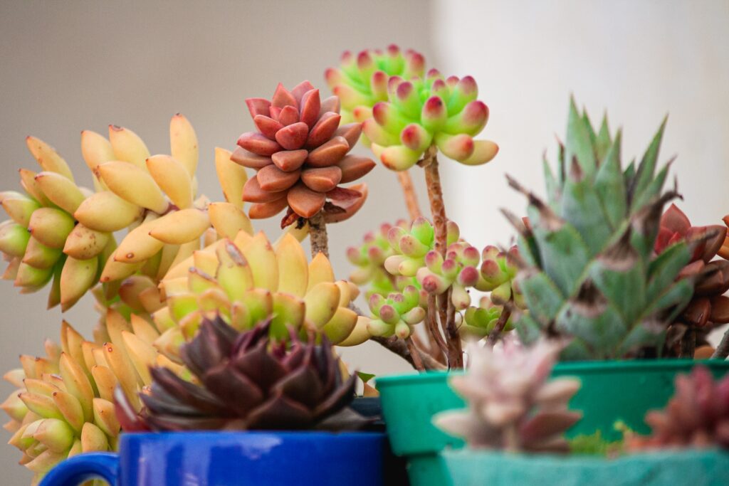 potted succulent wonders - yellow and purple flowers in blue plastic pot