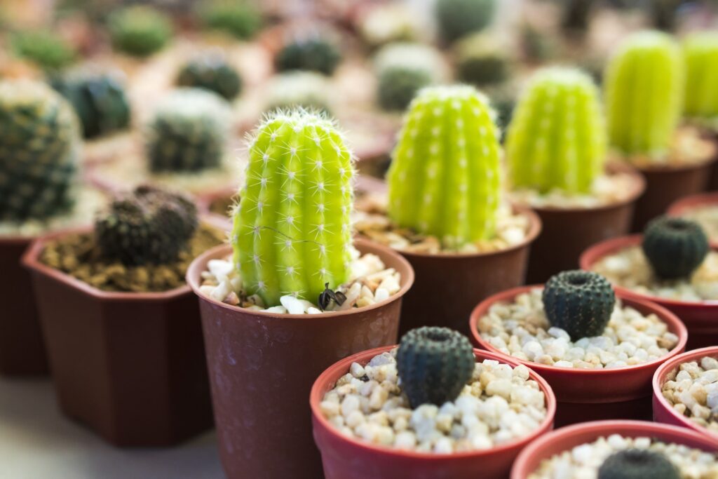 potted succulents - Close-Up Shot of Potted Plants