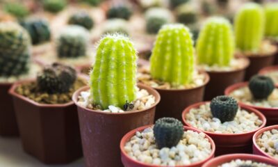 potted succulents - Close-Up Shot of Potted Plants