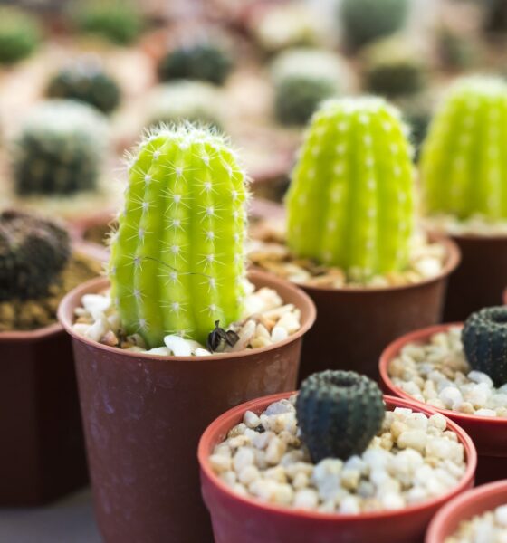 potted succulents - Close-Up Shot of Potted Plants