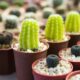 potted succulents - Close-Up Shot of Potted Plants