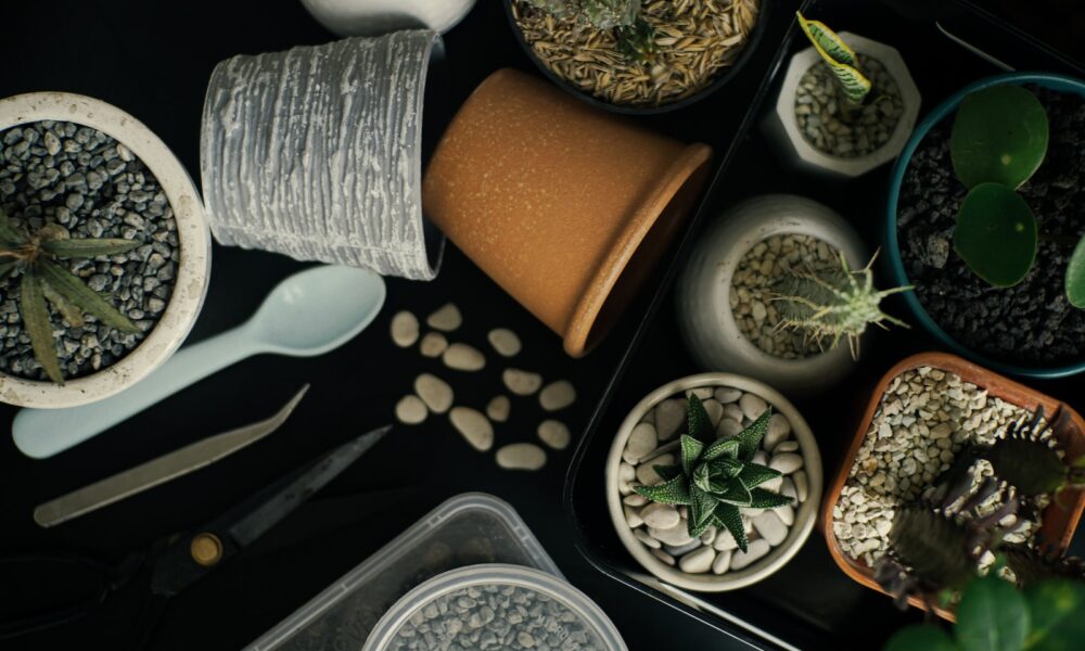 potted succulents - a table topped with potted plants next to a pair of scissors