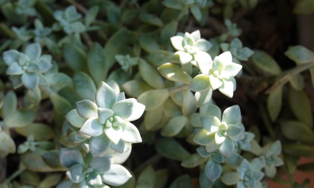 powdery mildew on succulents - a close up of a plant with green leaves