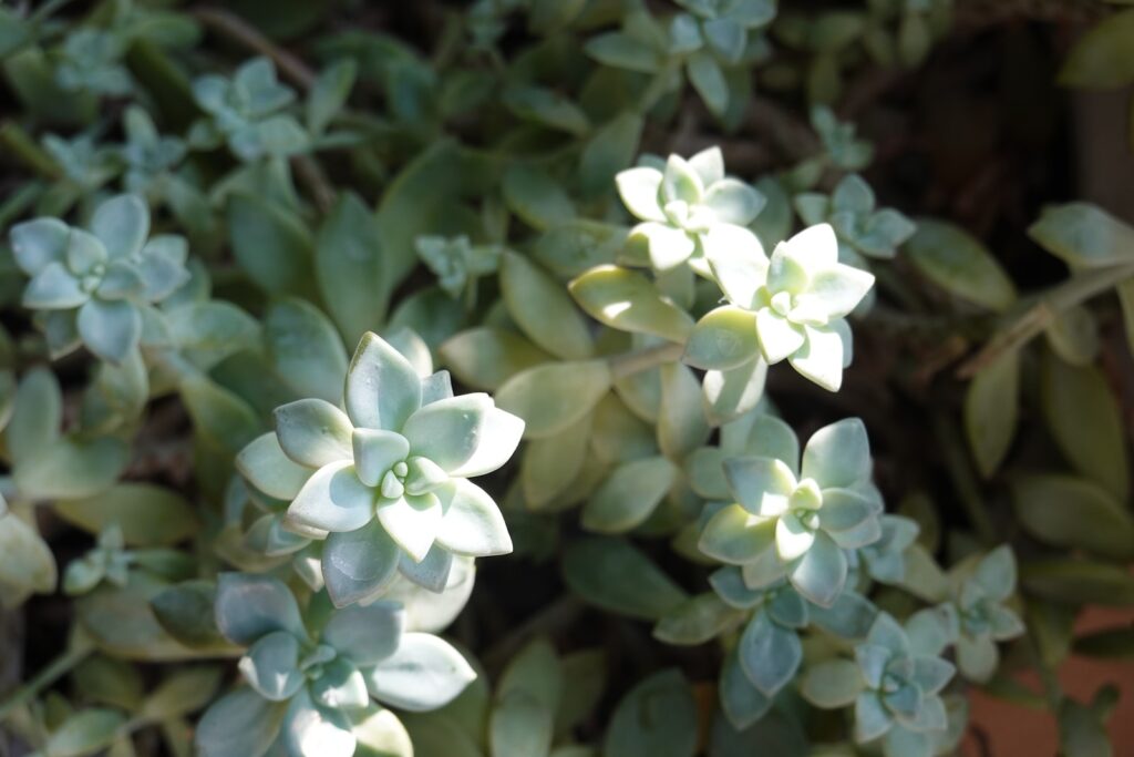 powdery mildew on succulents - a close up of a plant with green leaves