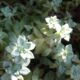 powdery mildew on succulents - a close up of a plant with green leaves