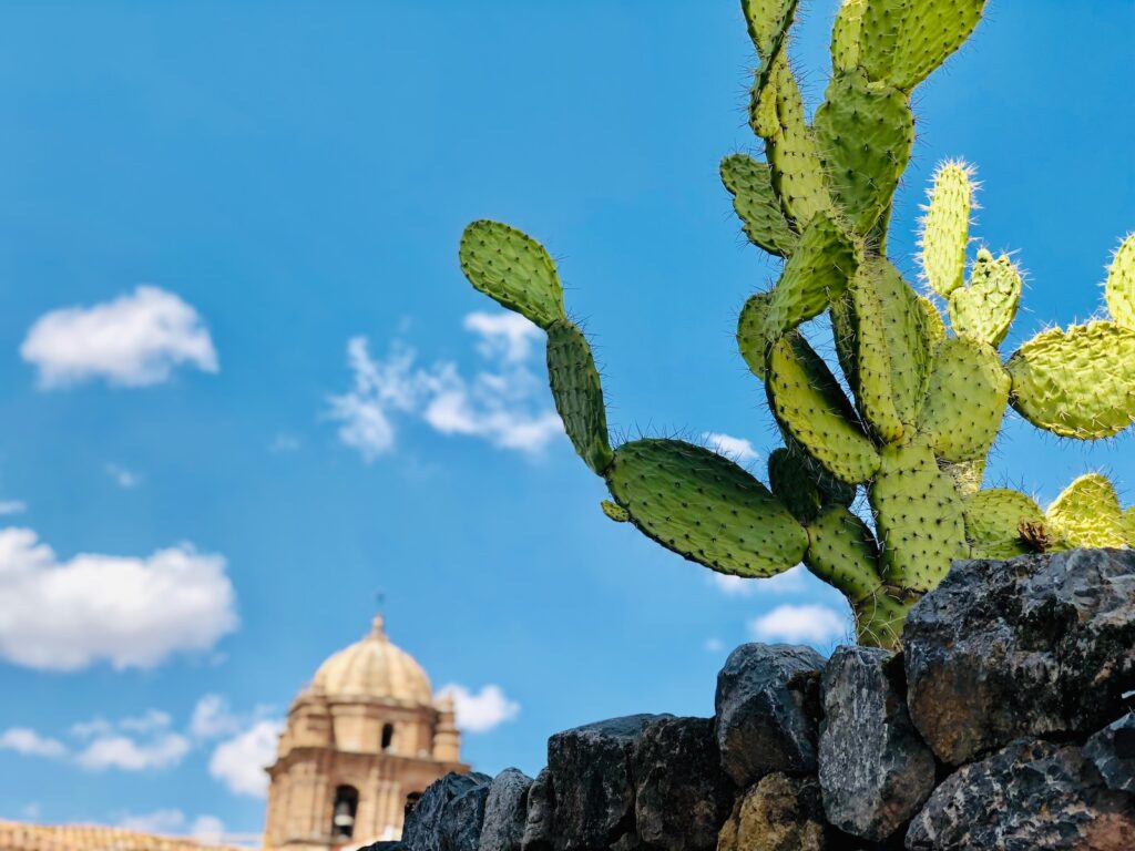 prickly pear cactus - green cactus on gray rock