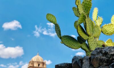 prickly pear cactus - green cactus on gray rock