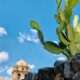 prickly pear cactus - green cactus on gray rock