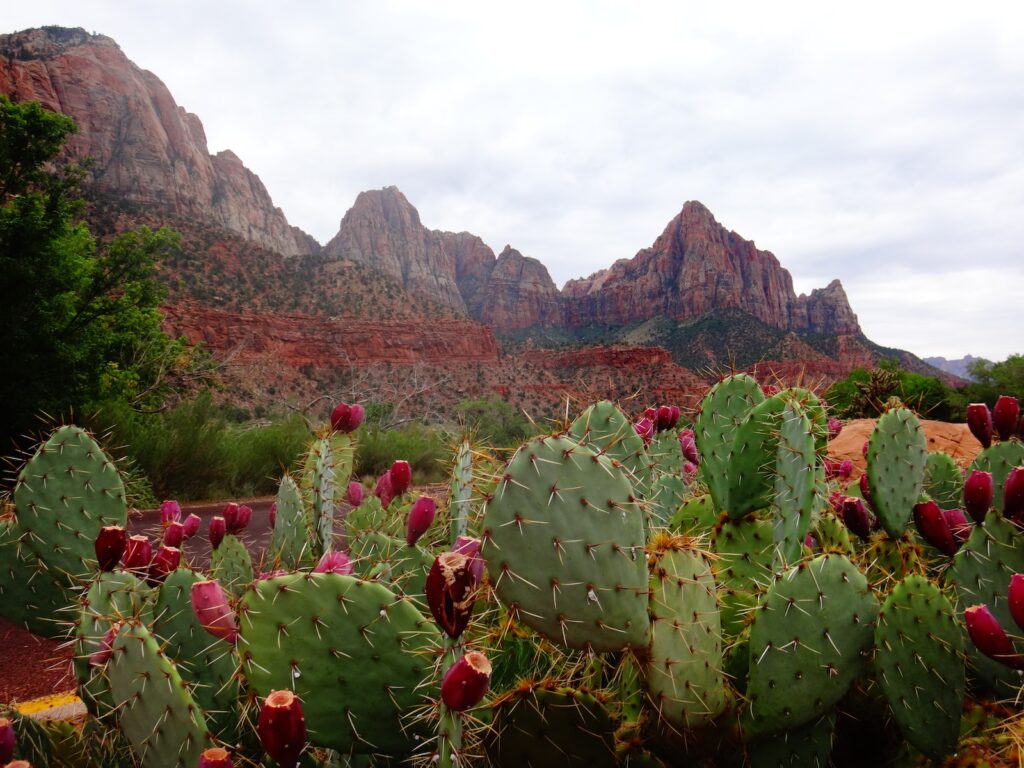 prickly pear cactus - green cactus by rocky mountain during daytime