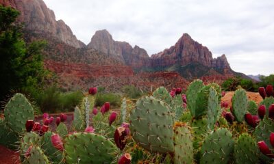 prickly pear cactus - green cactus by rocky mountain during daytime