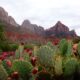 prickly pear cactus - green cactus by rocky mountain during daytime