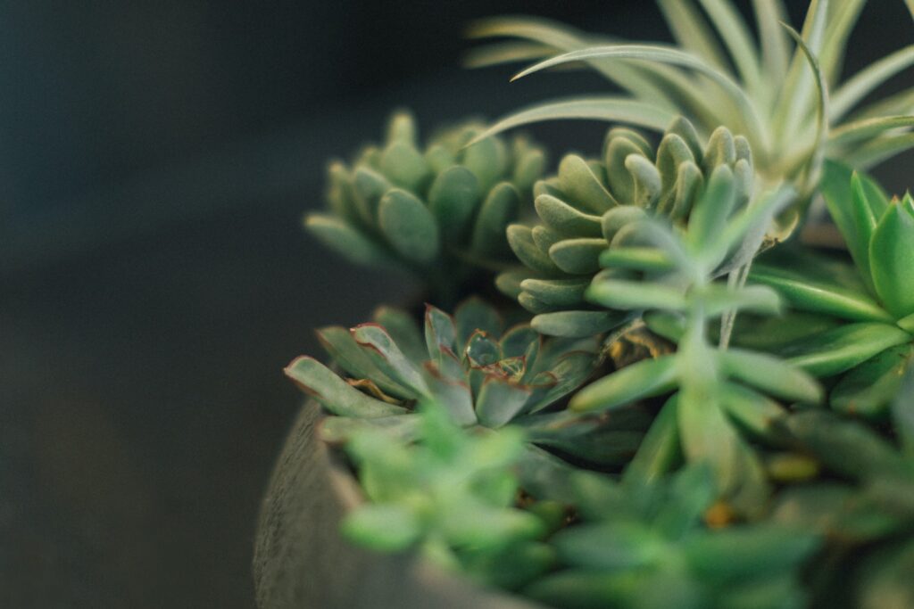 propagation environment - selective focus photography of green succulents